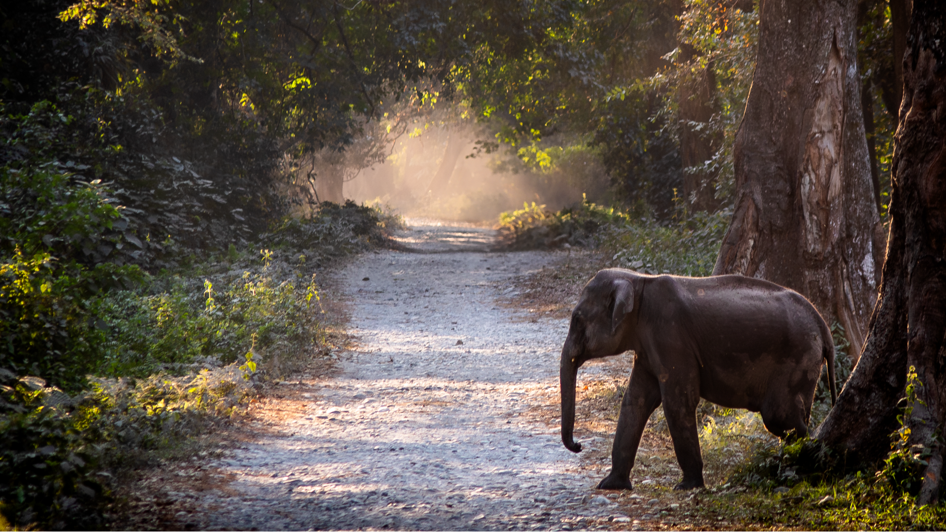 Generative remove - Before