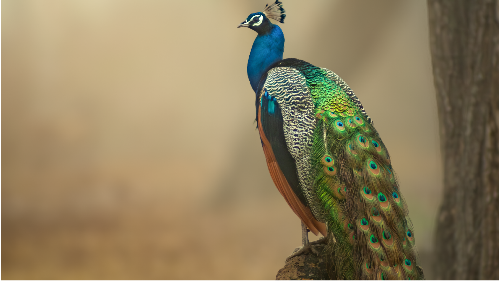 Before and After Lens Blur