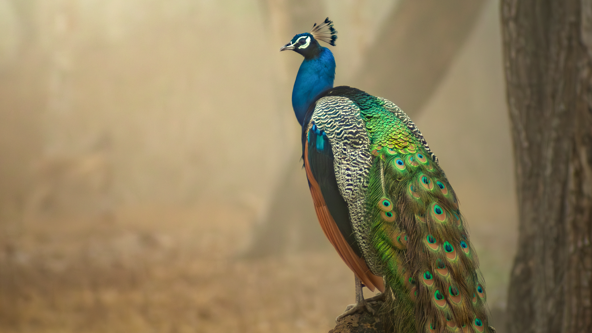 Una imagen de un pavo real antes de aplicar Desenfoque de lente